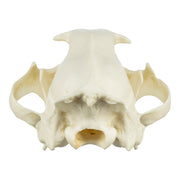 Replica African Leopard Skull