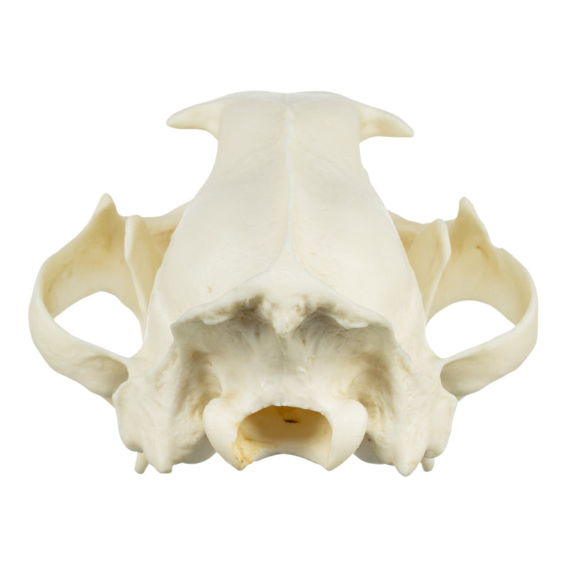 Replica African Leopard Skull