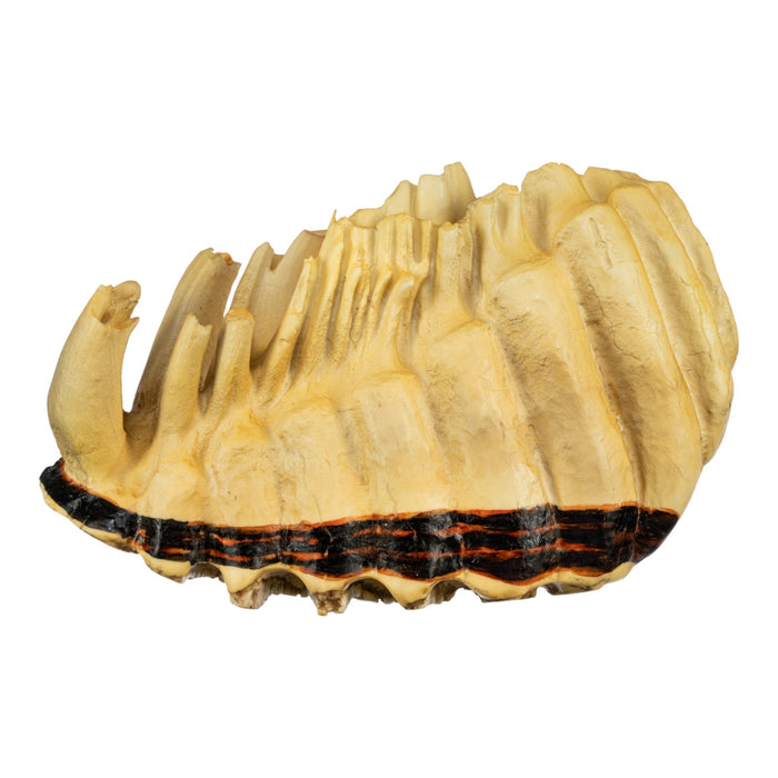 Elephant Tooth Shell Replica African Elephant Tooth For Sale — Skulls Unlimited ...
