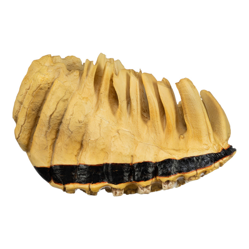 Replica African Elephant Tooth