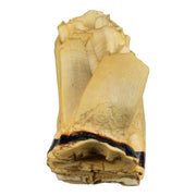 Replica African Elephant Tooth