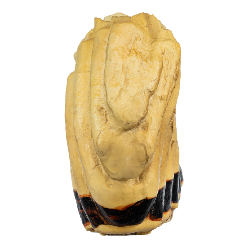 Replica African Elephant Tooth
