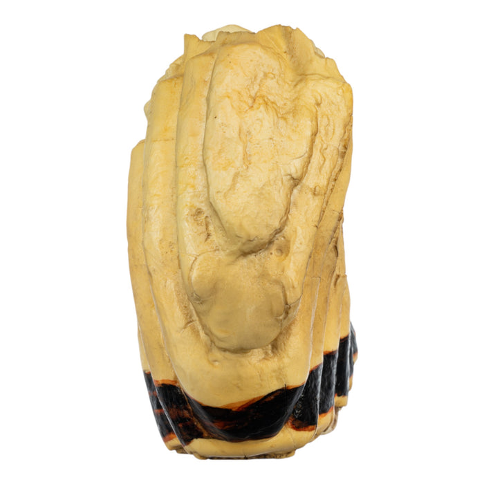 Replica African Elephant Tooth