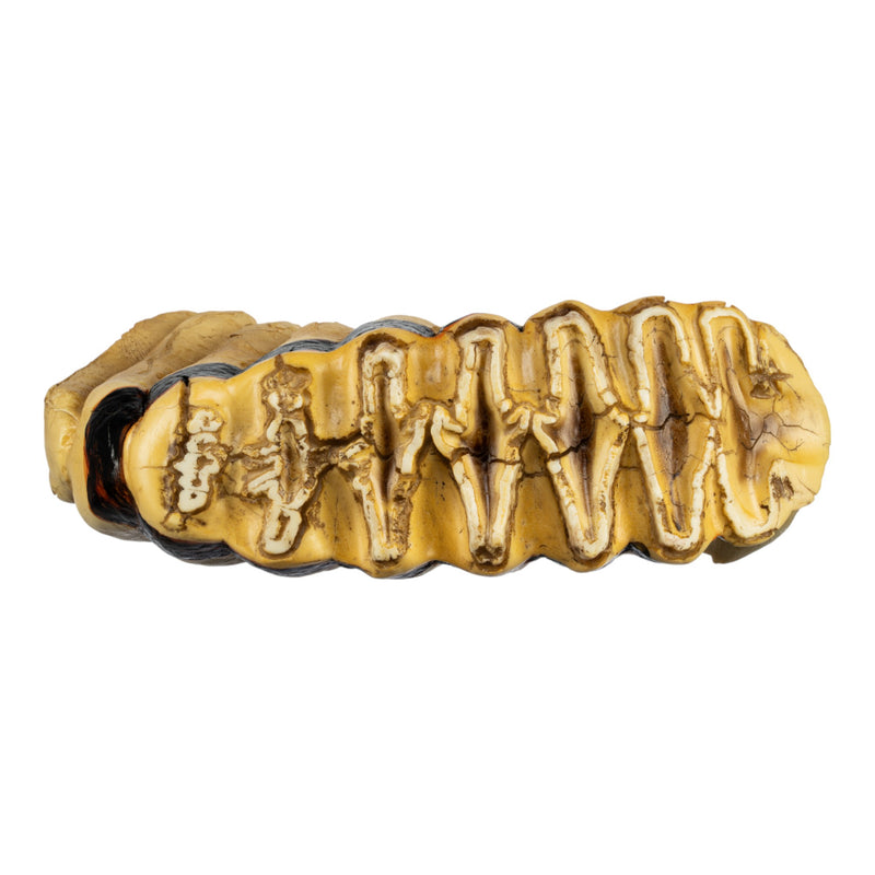 Replica African Elephant Tooth