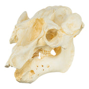 Replica Amazon Manatee Skull