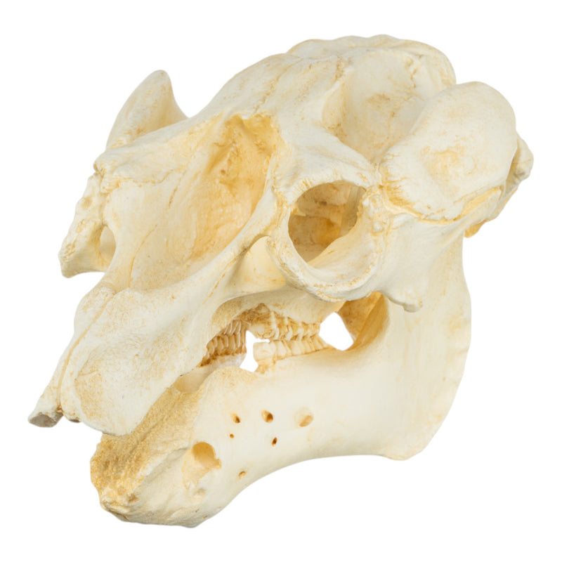 Replica Amazon Manatee Skull