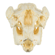Replica Amazon Manatee Skull