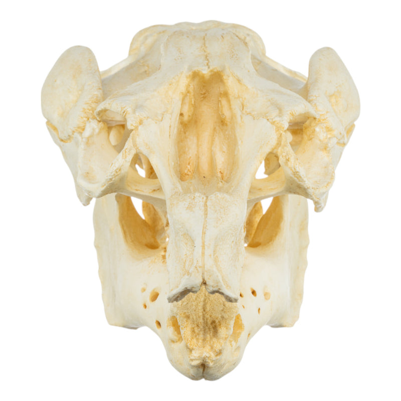 Replica Amazon Manatee Skull