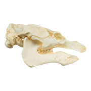 Replica Amazon Manatee Skull