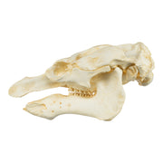 Replica Amazon Manatee Skull