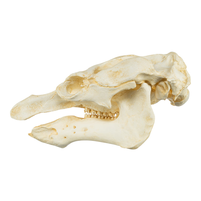 Replica Amazon Manatee Skull
