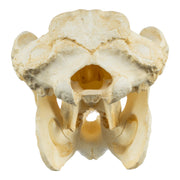 Replica Amazon Manatee Skull