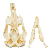 Replica Amazon Manatee Skull