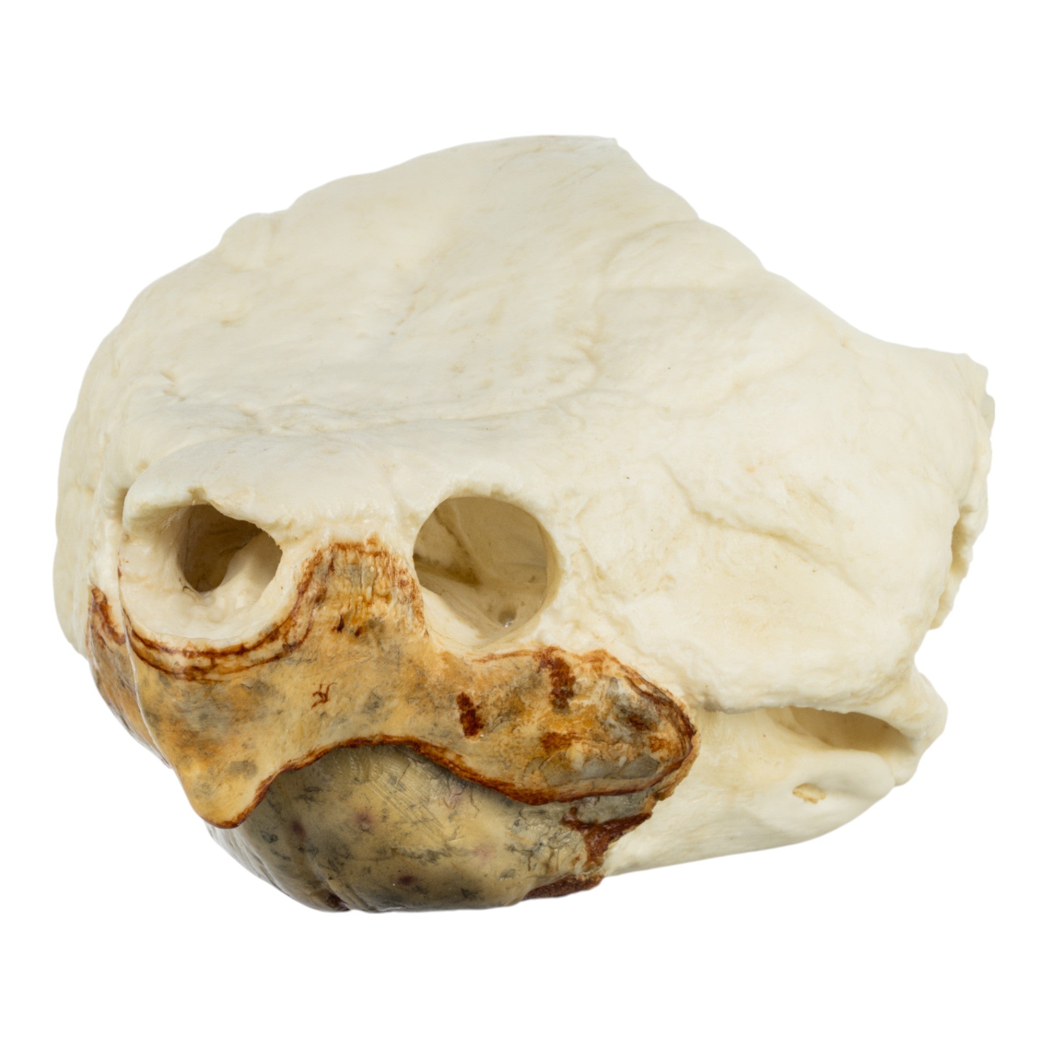 Replica Alligator Snapping Turtle Skull For Sale — Skulls