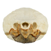 Replica Alligator Snapping Turtle Skull