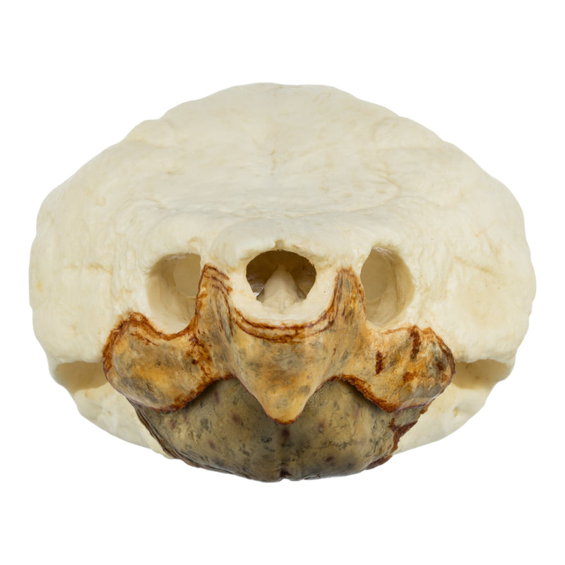 Replica Alligator Snapping Turtle Skull
