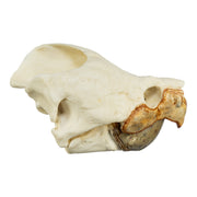 Replica Alligator Snapping Turtle Skull