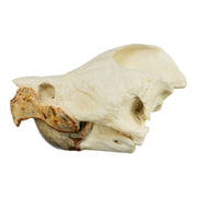 Replica Alligator Snapping Turtle Skull
