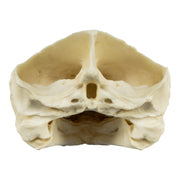 Replica Alligator Snapping Turtle Skull