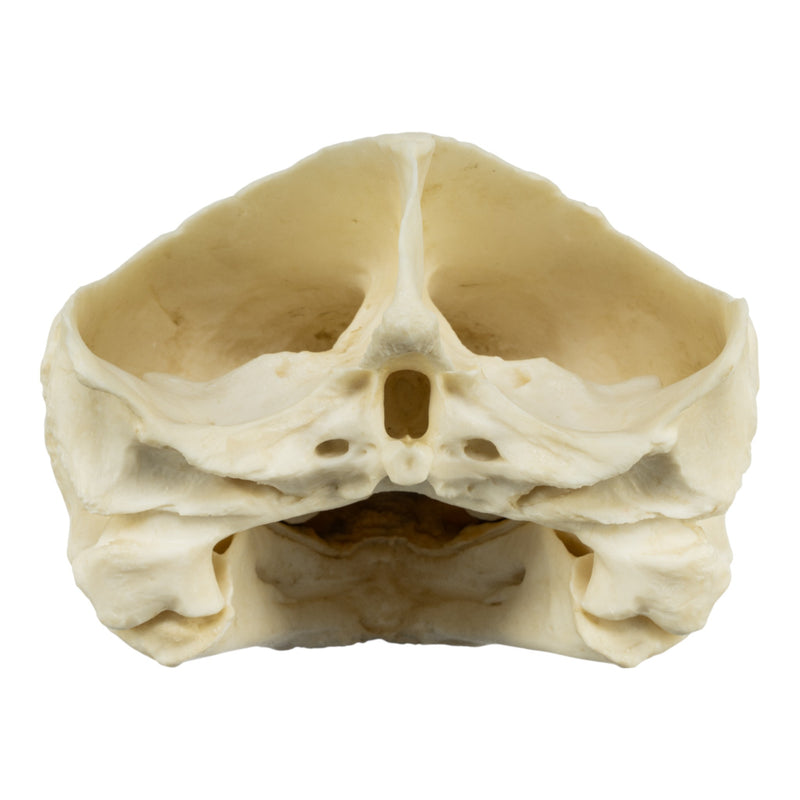 Replica Alligator Snapping Turtle Skull