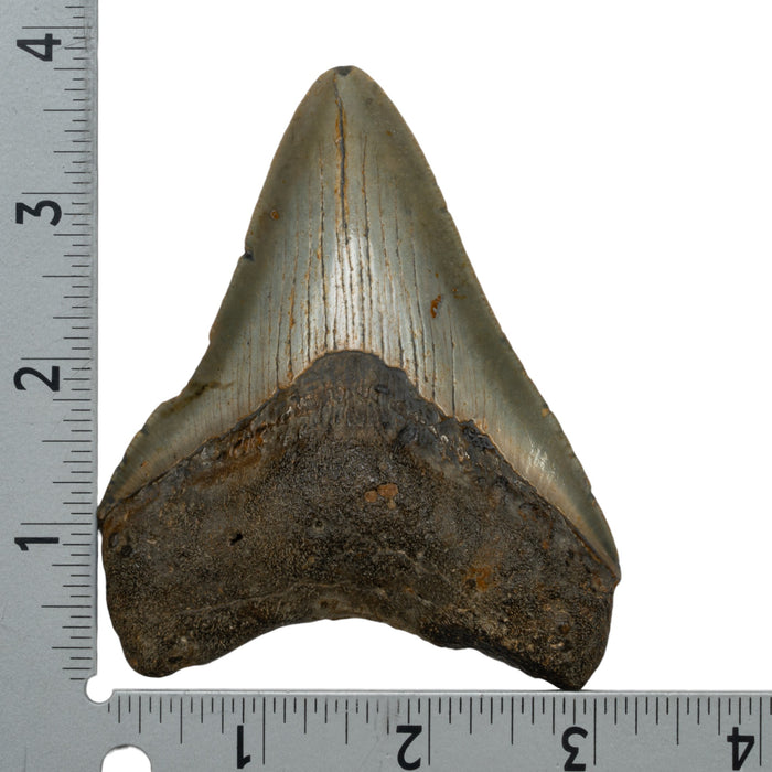 Real Megalodon Tooth