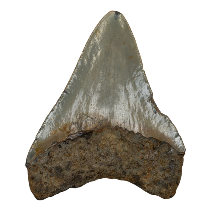 Real Megalodon Tooth