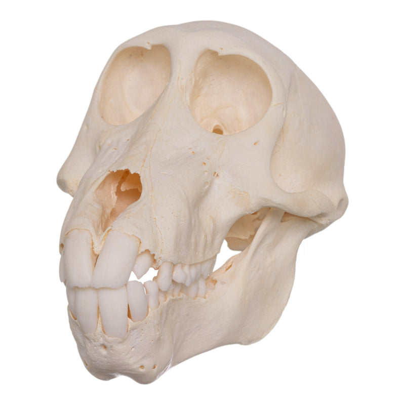Real Chacma Baboon Skull - Adolescent Female