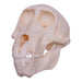 Real Chacma Baboon Skull - Adolescent Female