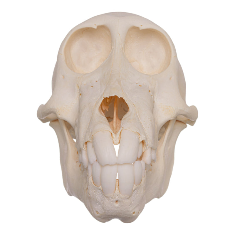 Real Chacma Baboon Skull - Adolescent Female