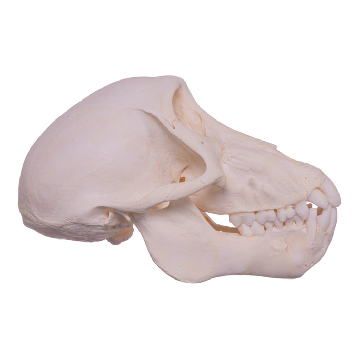 Real Chacma Baboon Skull - Adolescent Female