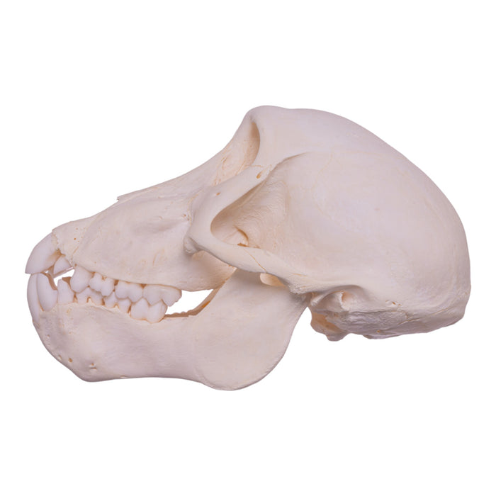 Real Chacma Baboon Skull - Adolescent Female