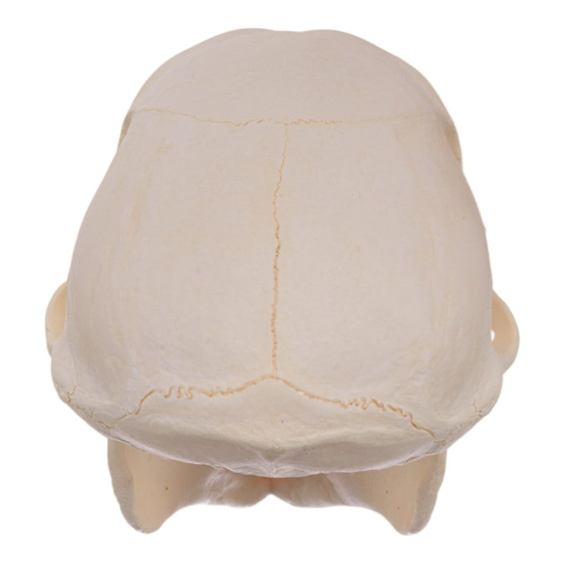 Real Chacma Baboon Skull - Adolescent Female