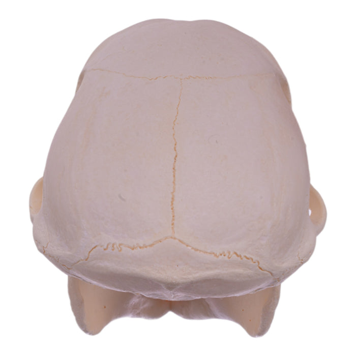 Real Chacma Baboon Skull - Adolescent Female