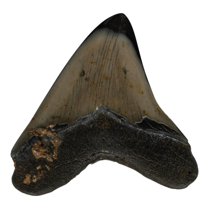 Real Megalodon Tooth