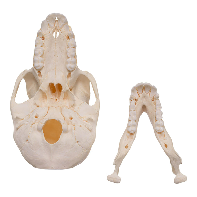 Real Chacma Baboon Skull - Adolescent Female