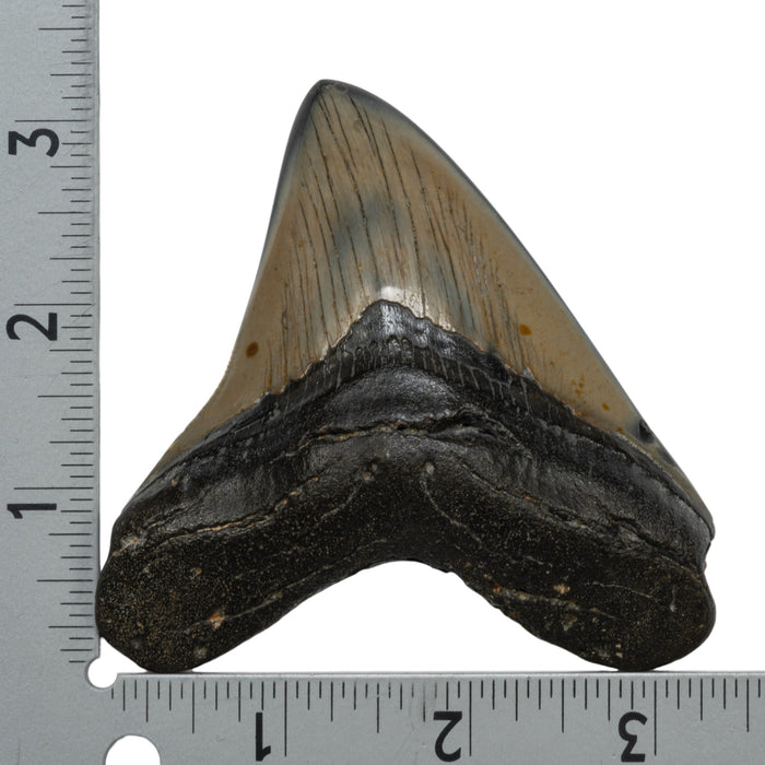 Real Megalodon Tooth