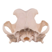 Real Domestic Dog Skull - Boxer