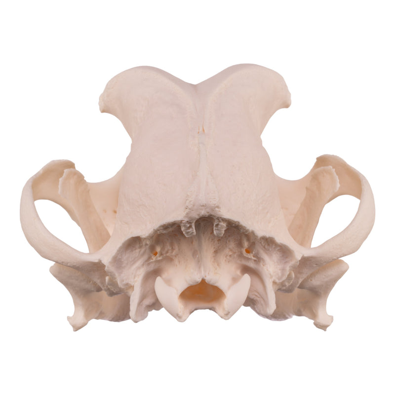 Real Domestic Dog Skull - Boxer