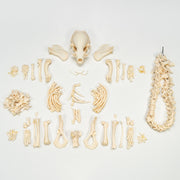 Real River Otter Skeleton - Disarticulated