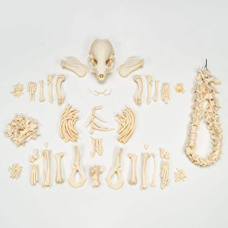 Real River Otter Skeleton - Disarticulated