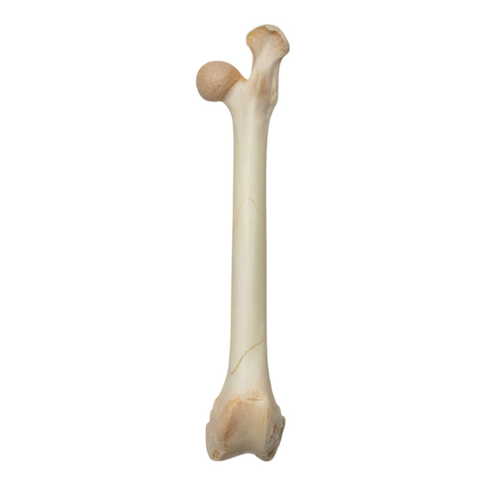 Real Springhare Skeleton - Disarticulated