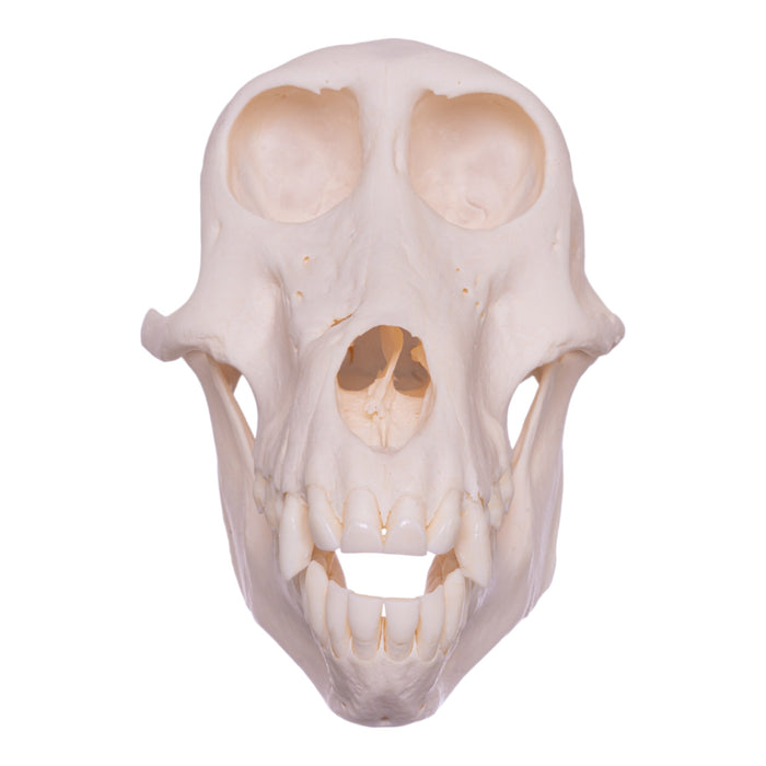 Real Chacma Baboon Skull - Female (Pathology)