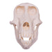 Real Chacma Baboon Skull - Female (Pathology)
