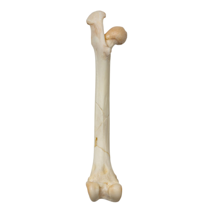 Real Springhare Skeleton - Disarticulated