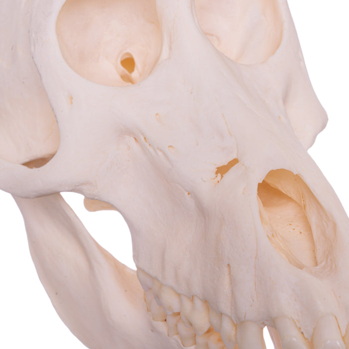 Real Chacma Baboon Skull - Female (Pathology)