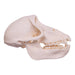 Real Chacma Baboon Skull - Female (Pathology)