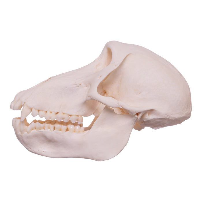 Real Chacma Baboon Skull - Female (Pathology)