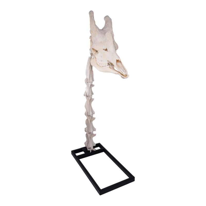 Real Southern Giraffe Skull and Neck Vertebrae on Stand