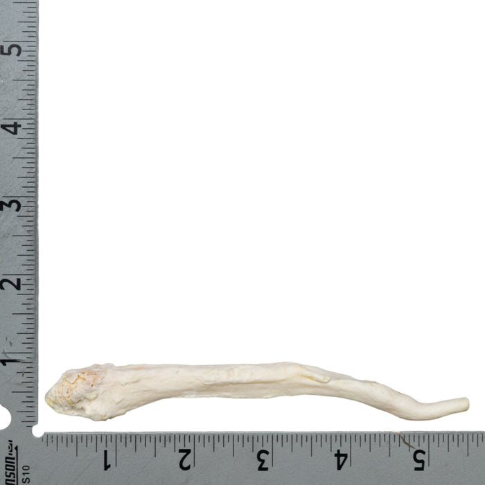 Real Domestic Dog Baculum - Great Dane