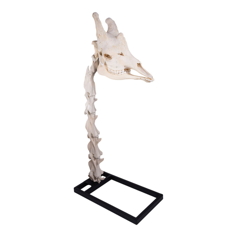 Real Southern Giraffe Skull and Neck Vertebrae on Stand